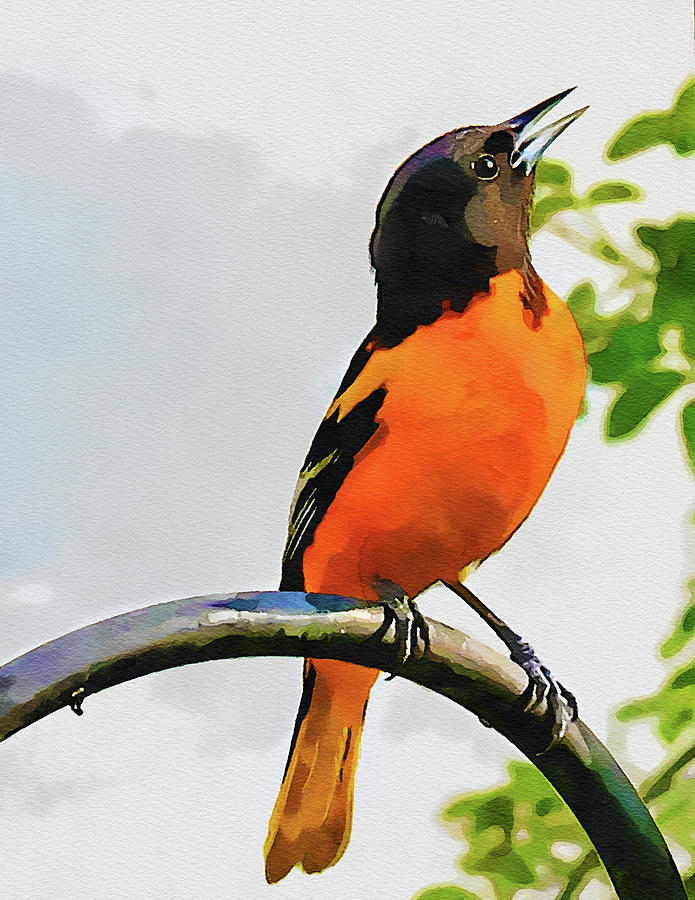 A Baltimore Oriole filling the air with song. Mixed Media by Pheasant Run Gallery
