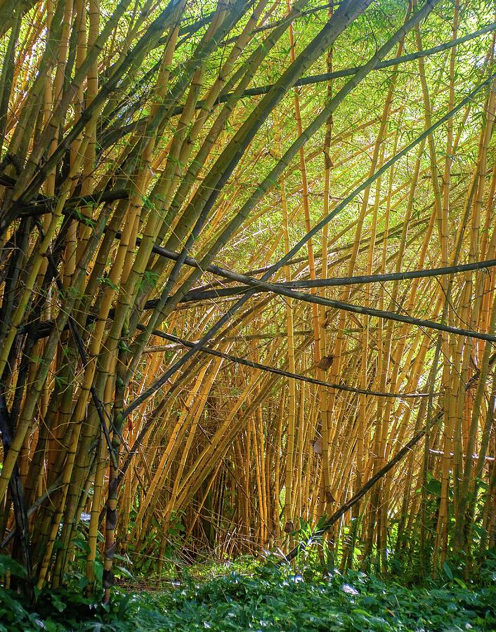 A Bamboo Stand Photograph by Doug Davidson