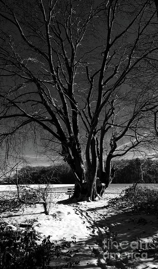 A Banch  And  A Old Tree Photograph by Elisabeth Derichs