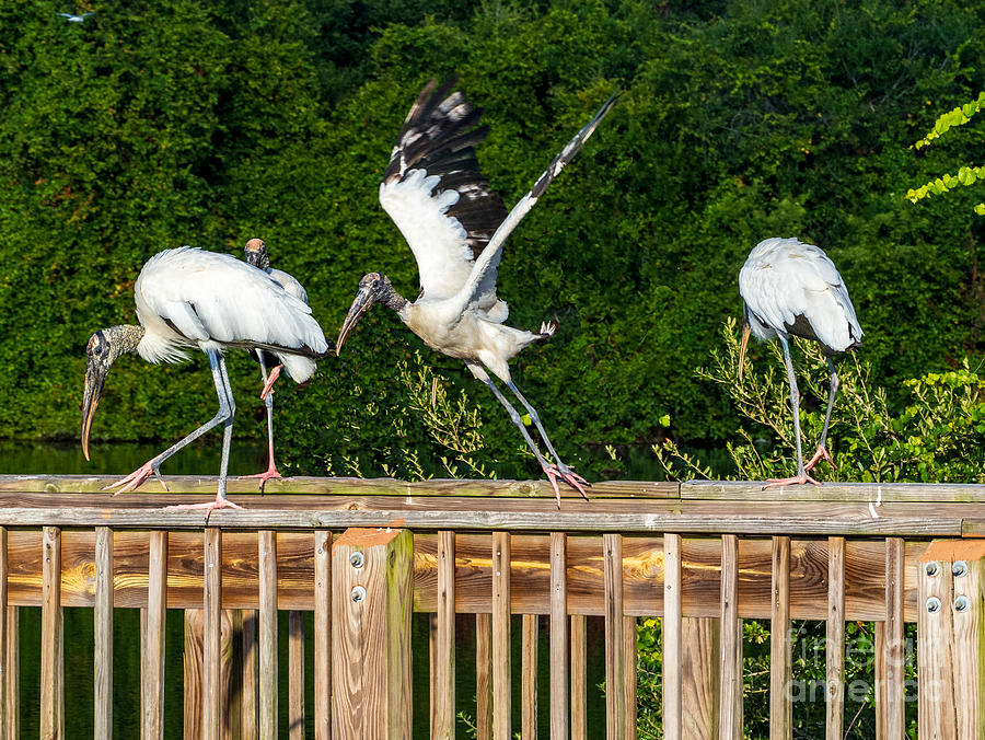 A Band of Brother Storks at Eagle Lake Park in Florida Photograph by L Bosco