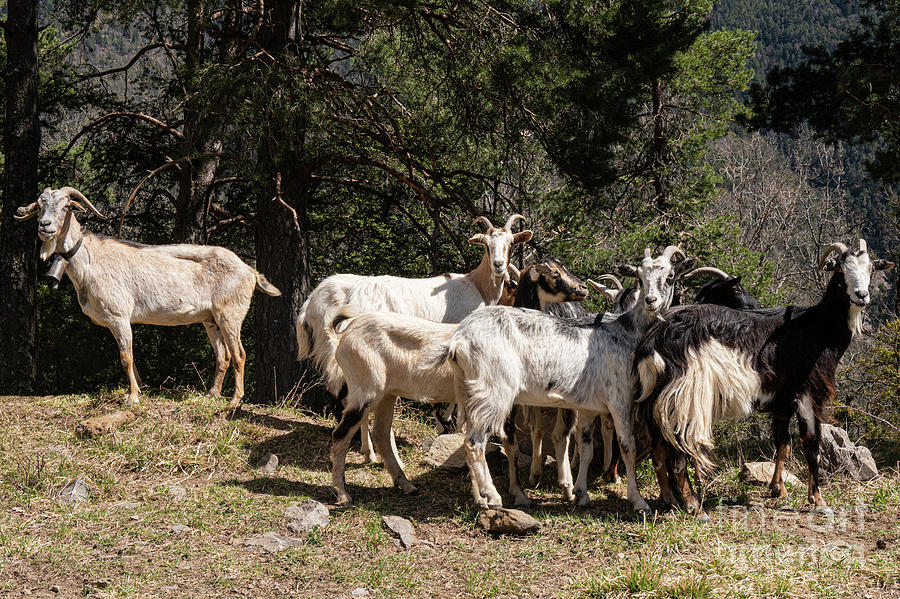 A Band of Mountain Goats Photograph by Bob Phillips