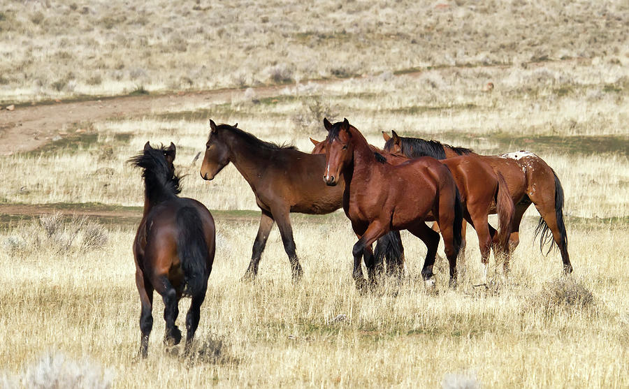 A band of wild stallions Photograph by Waterdancer