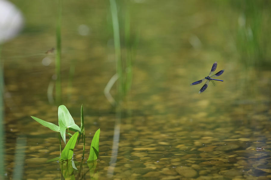 A banded demoiselle flying over a small pond Photograph by Stefan ...