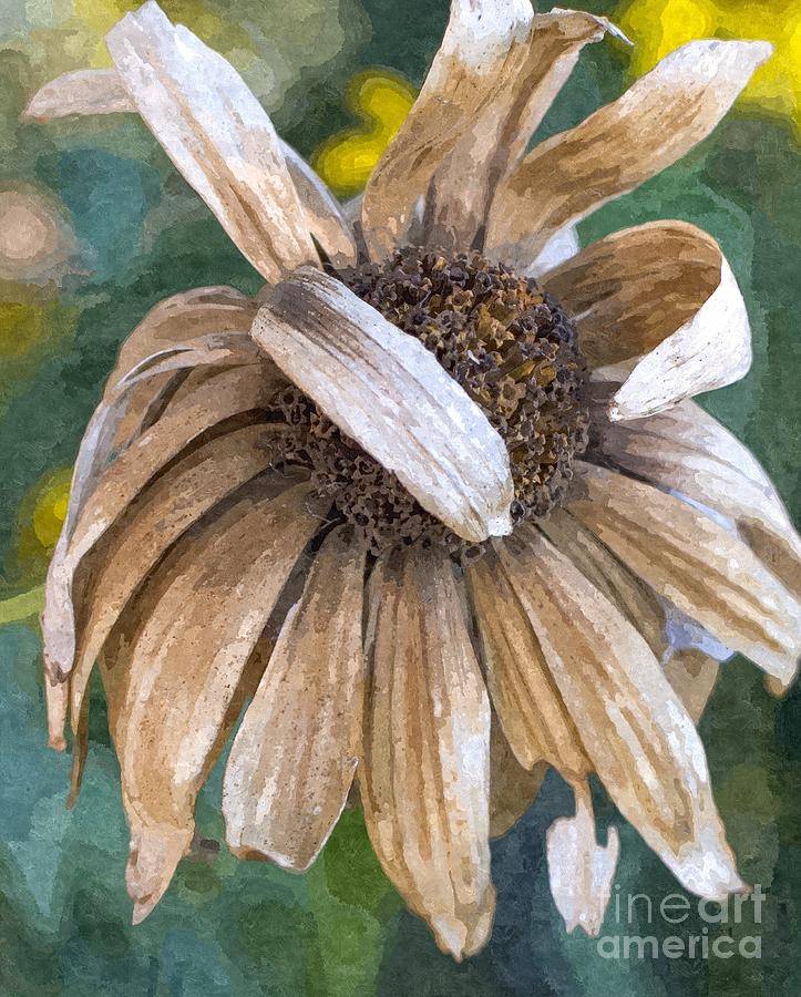 A bashful withered Black Eyed Susan blossom covers it face Photograph by William Kuta