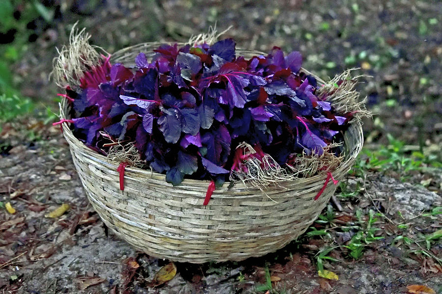 A Basket Full of  Red Amaranthus  Photograph by Amazing Action Photo Video