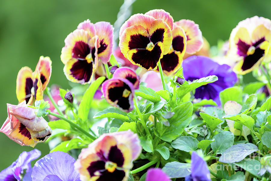 A Basket Of Pretty Pansies Photograph