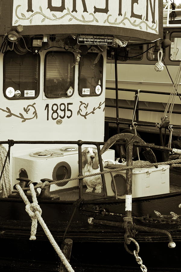 A basset hound is the ship dog on a historic vessel - sepia Photograph by Ulrich Kunst And Bettina Scheidulin