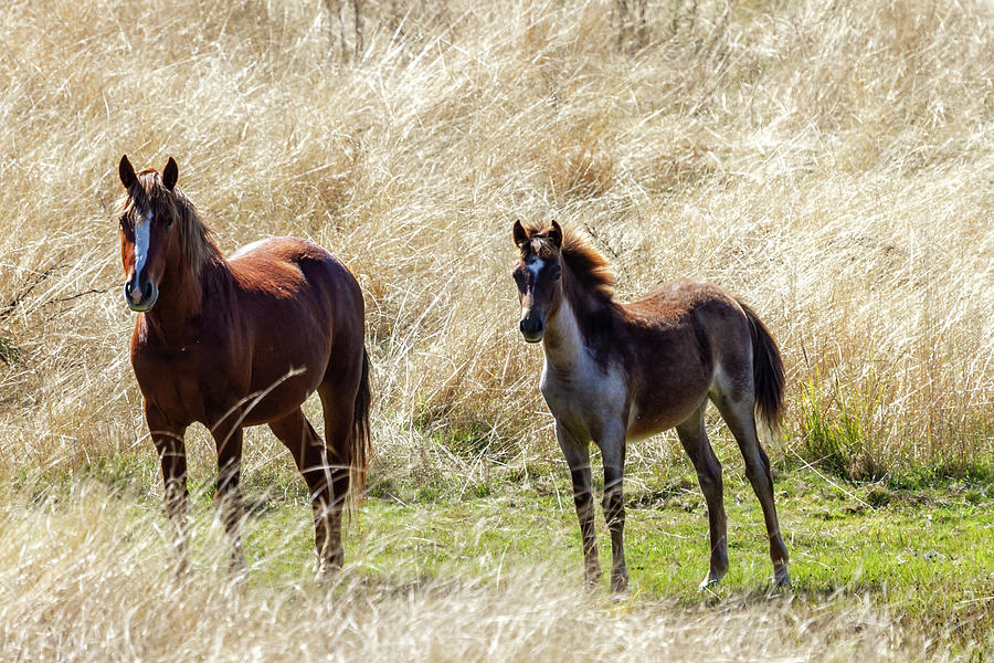 A bay brumby mare and her pinto foal, in long summer grass Photograph ...