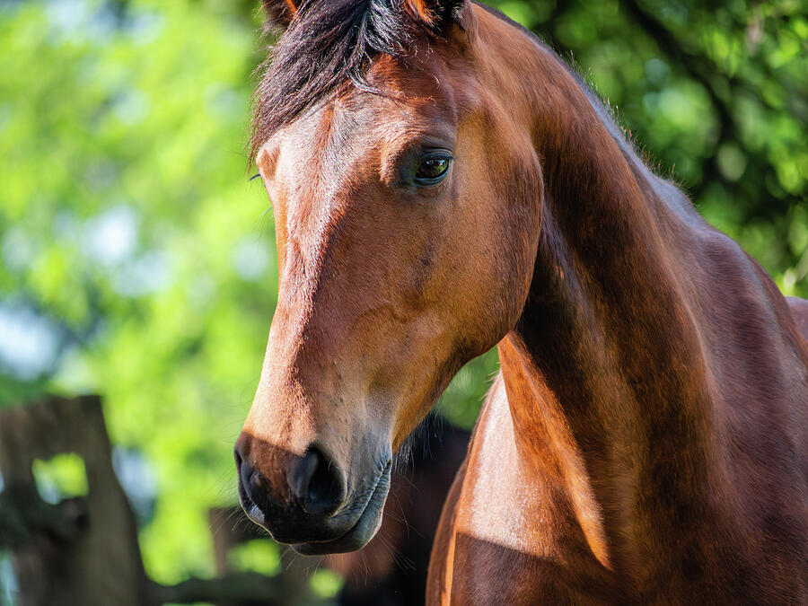 A Bay Horse in the Spring Photograph by Rachel Morrison