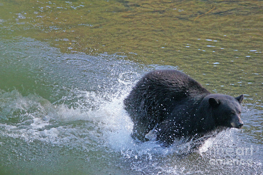 a Bear splash Photograph by Steve Speights