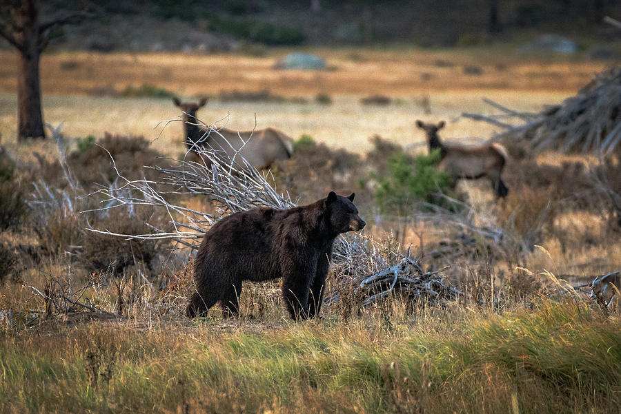 A bear walks into an elk party... Photograph by Gary Kochel