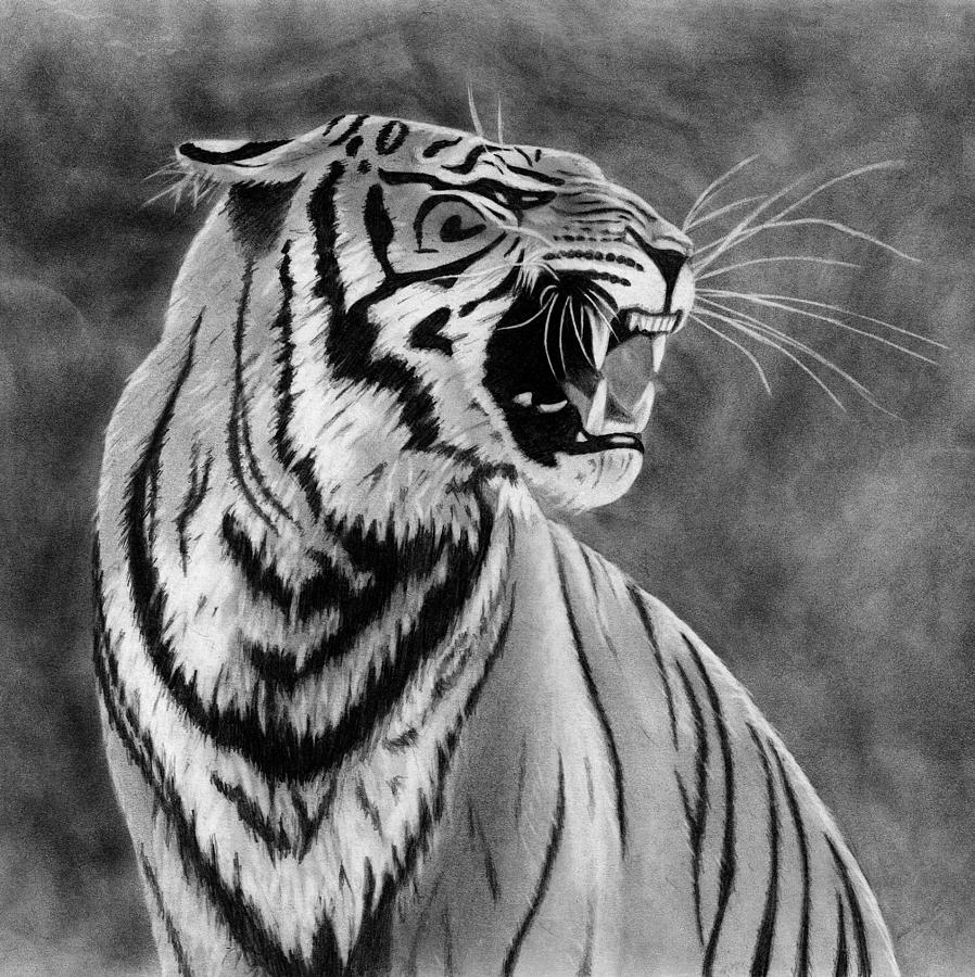 A Beautiful Angry Tiger - Print of a Pencil Drawing Drawing by Jasmina ...