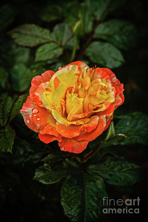 A Beautiful Bicolor Rose Photograph by Robert Bales - Fine Art America