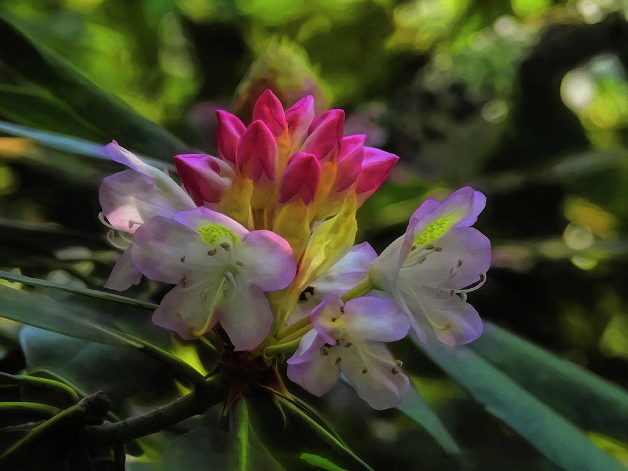 A beautiful bloom of a native Rhododendron. by Rusty R Smith A beautiful bloom of a native Rhododendron. by Rusty R Smith