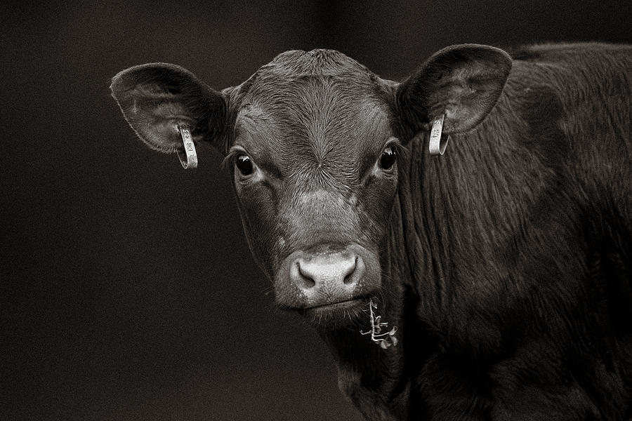 A Beautiful Calf - Black and White Photograph by Rachel Morrison