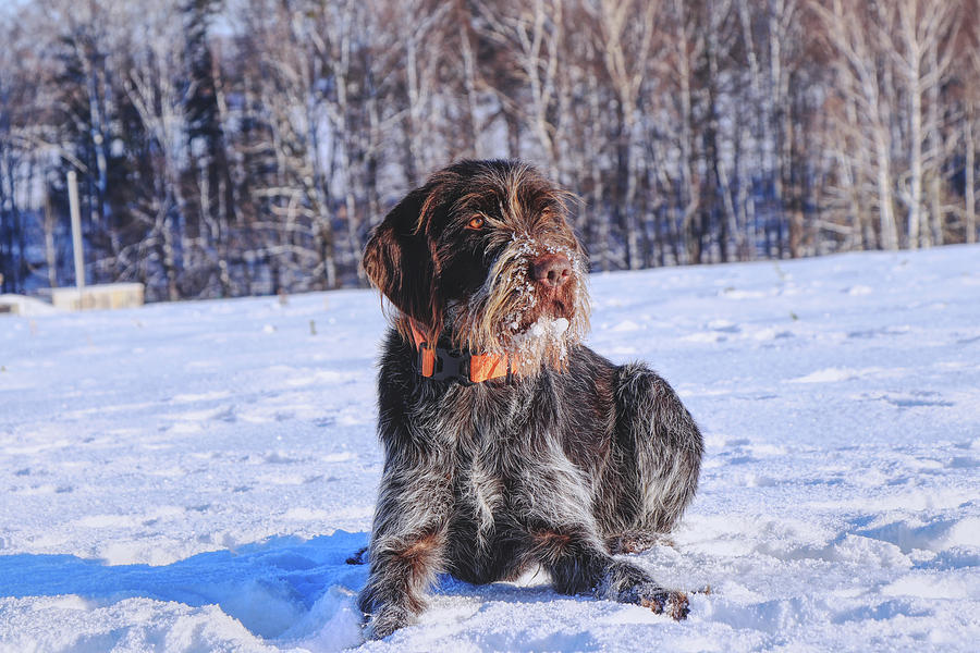 A Beautiful Czech Dog Named Cesky Fousek Relaxing On The Snow And Waiting For Some Actions On Meadow. A Hunting Dog In Real Photograph