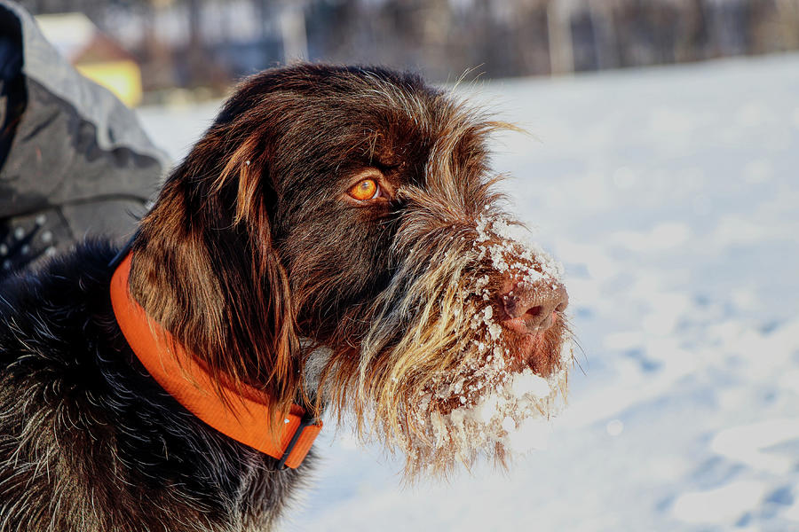 A beautiful dog face full of snow watching deers in nature. Brown ...