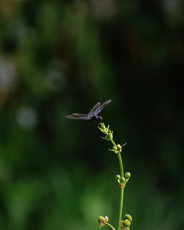 A Beautiful Dragonfly Photograph by Philip And Robbie Bracco