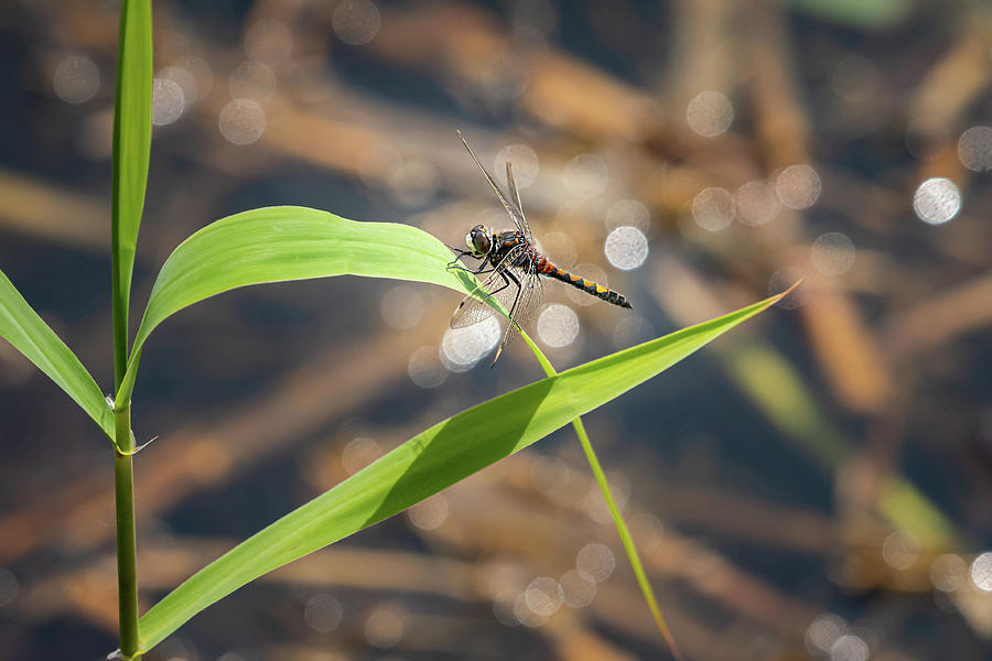 A Beautiful Dragonfly Resting On A Plant In Water Photograph
