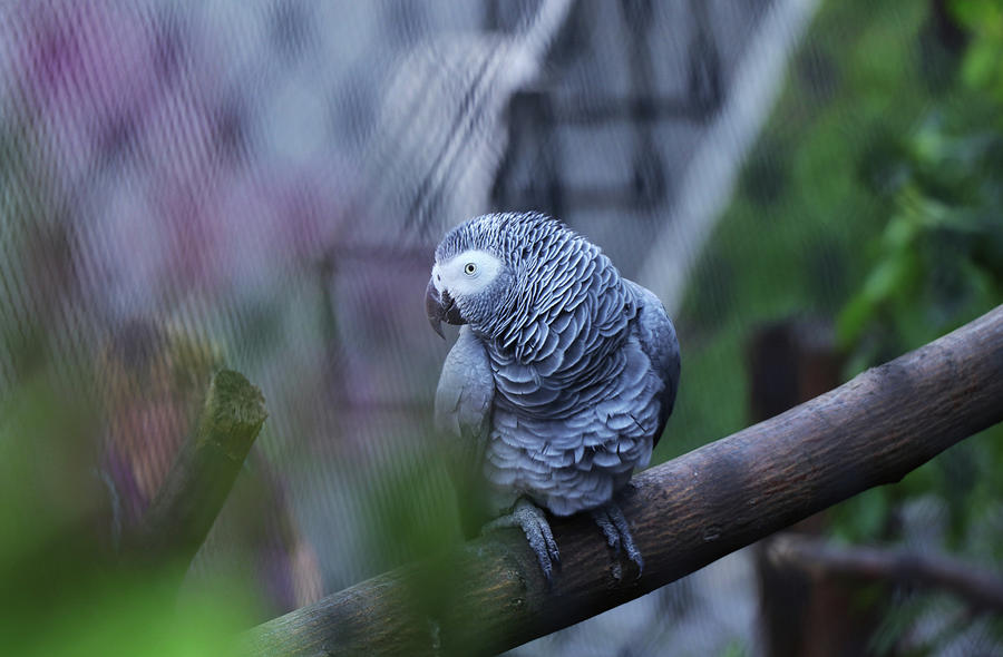 Seductive view of Grey parrot Photograph by Vaclav Sonnek