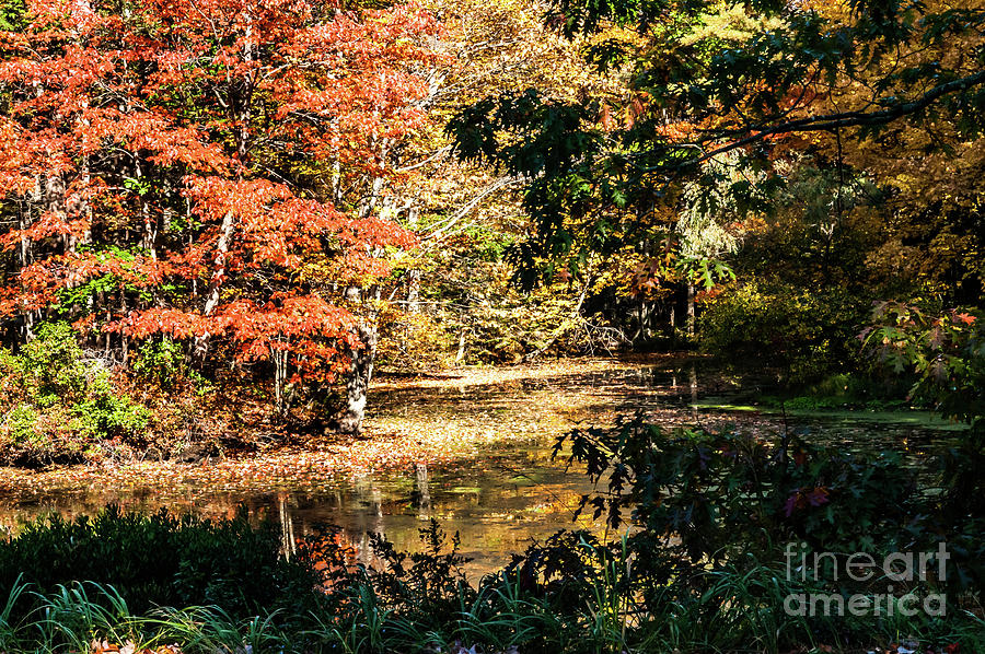  A Beautiful Fall Scene Photograph by Metanoia Photography Gallery
