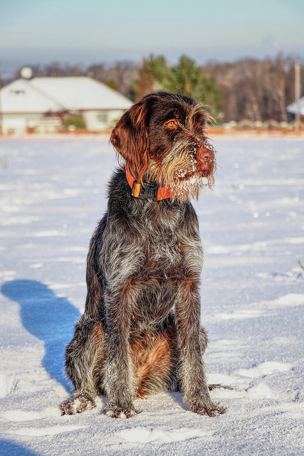 A beautiful female dog of Bohemian Wire-haired Pointing Griffon, korthals griffon, sitting on snow. She has beard full of snow. Hunter is ready Photograph by Vaclav Sonnek