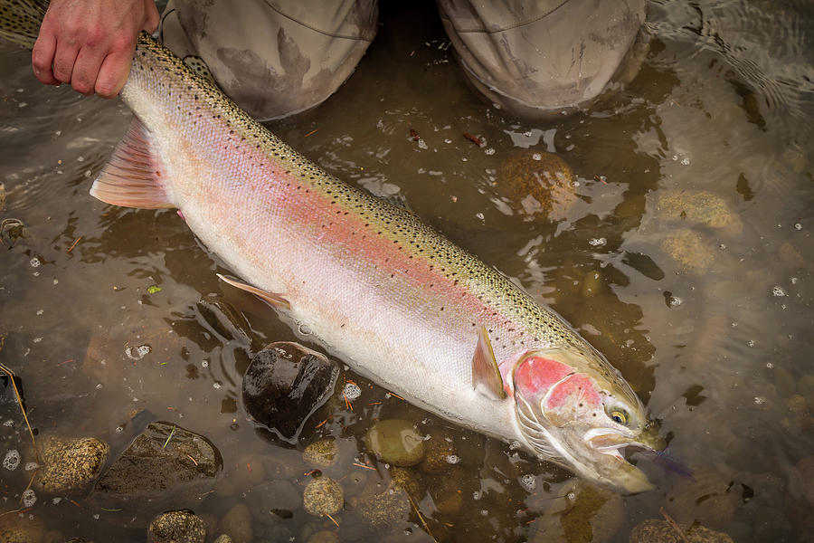 Another beautiful rainbow trout  Rainbow trout picture, Rainbow trout,  Trout