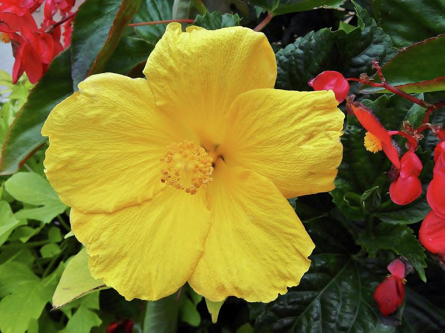 A Beautiful Flower Yellow Photograph by Vickie G Buccini