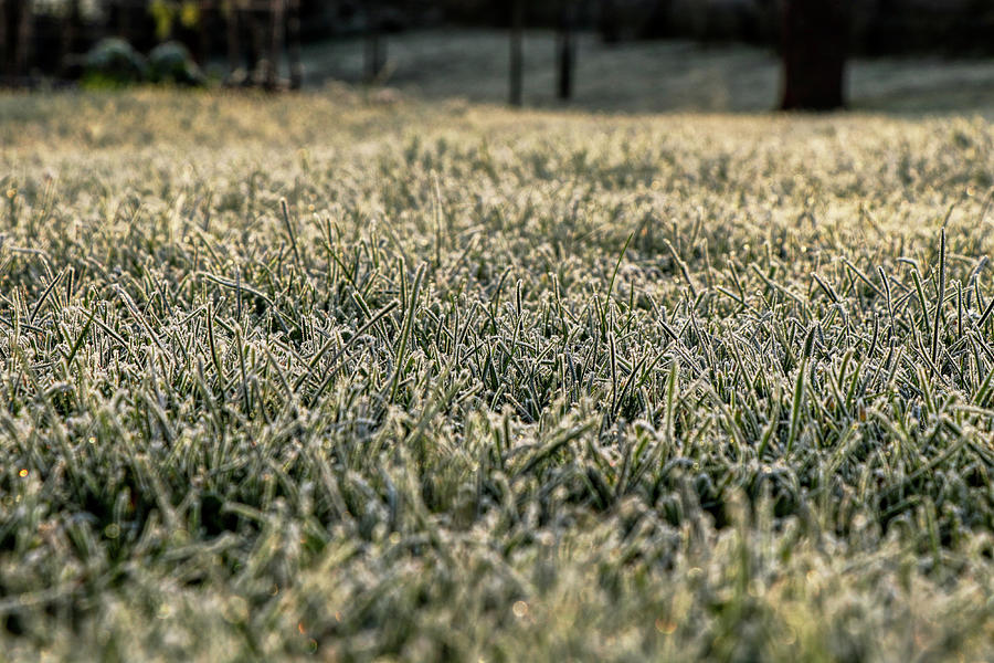Frozen green grass Photograph by Vaclav Sonnek