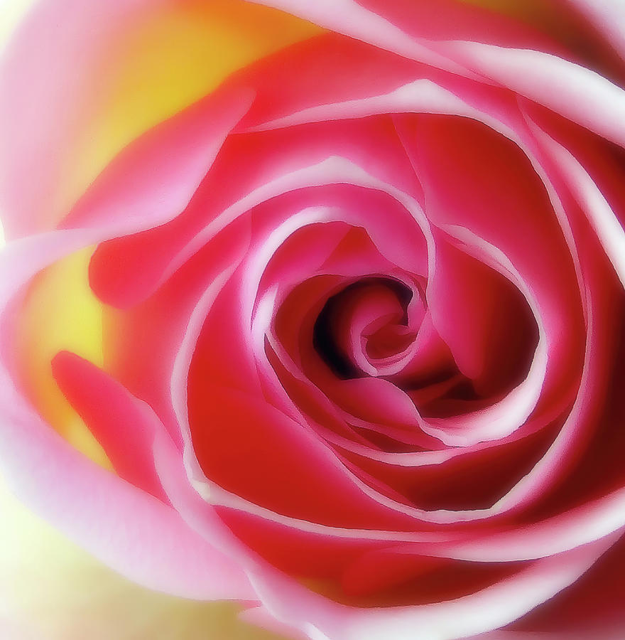 Rose Photograph - A Beautiful Glowing Rose by Johanna Hurmerinta