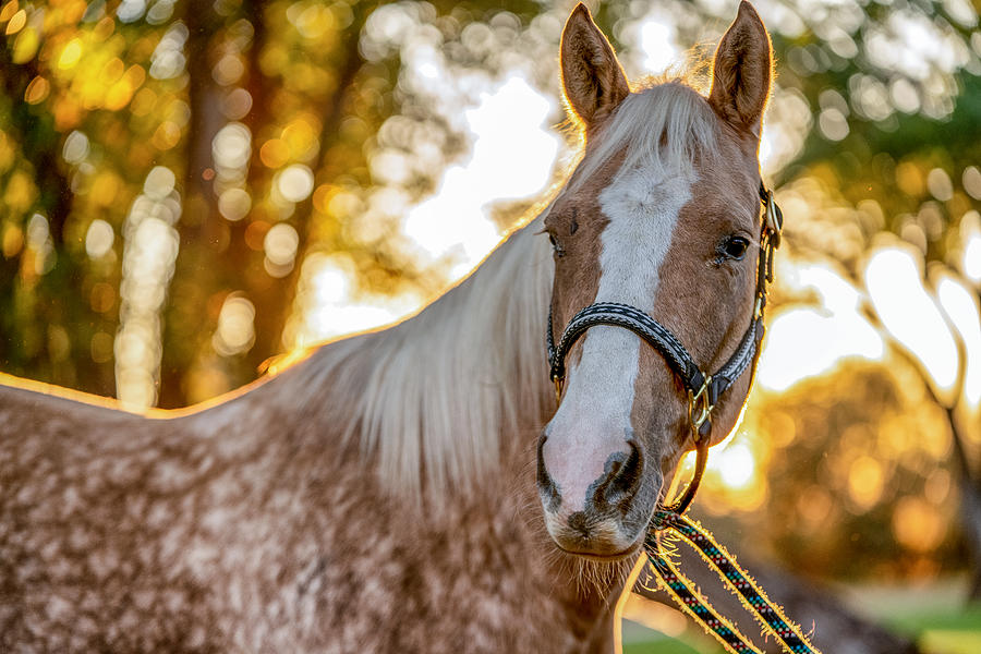 A Beautiful Gold And White Spotted Palomino Quarter Horse Photograph by Grandriver
