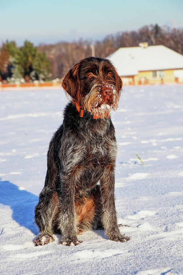 A beautiful gun dog, Cesky Fousek, sitting on the snow and waiting for ...
