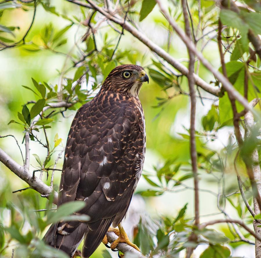 A beautiful Hawk Photograph by Wright Shot by Kim Photography - Fine ...