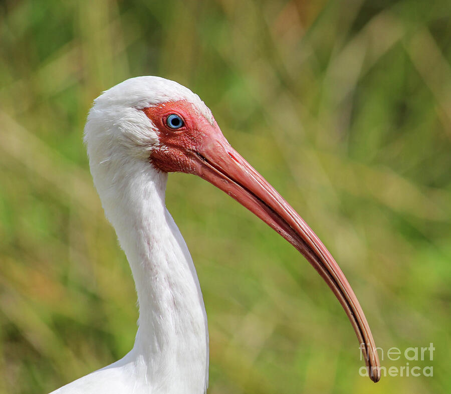 A Beautiful Ibis Photograph by Joanne Carey