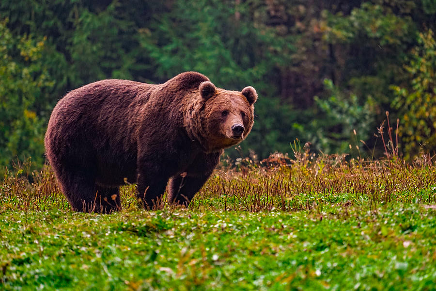 A Beautiful Male Large Brown Bear In The Carpathian Mountains, Romania. Photograph