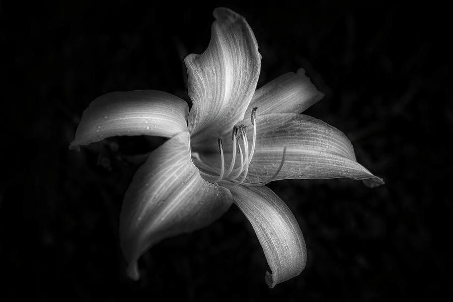 A Beautiful Lily in Black and White  Photograph by Debra and Dave Vanderlaan