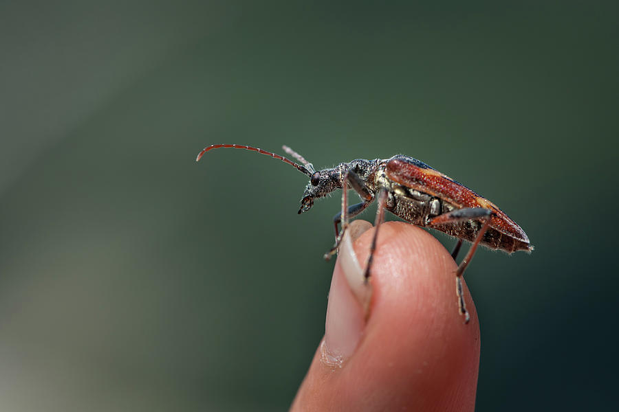 A Beautiful Longhorn Beetle Sitting On A Fingertip Photograph