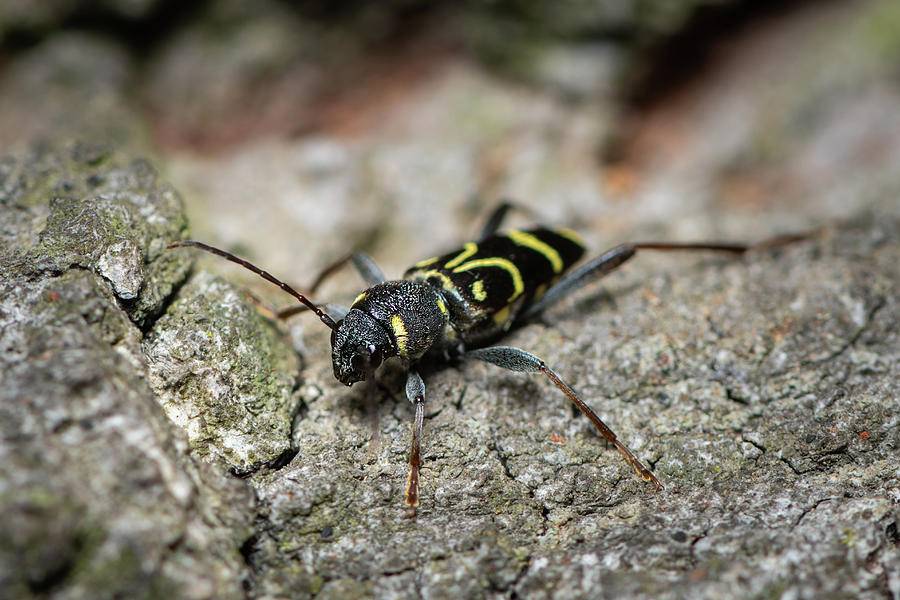 A beautiful longhorn beetle sitting on wood Photograph by Stefan Rotter ...