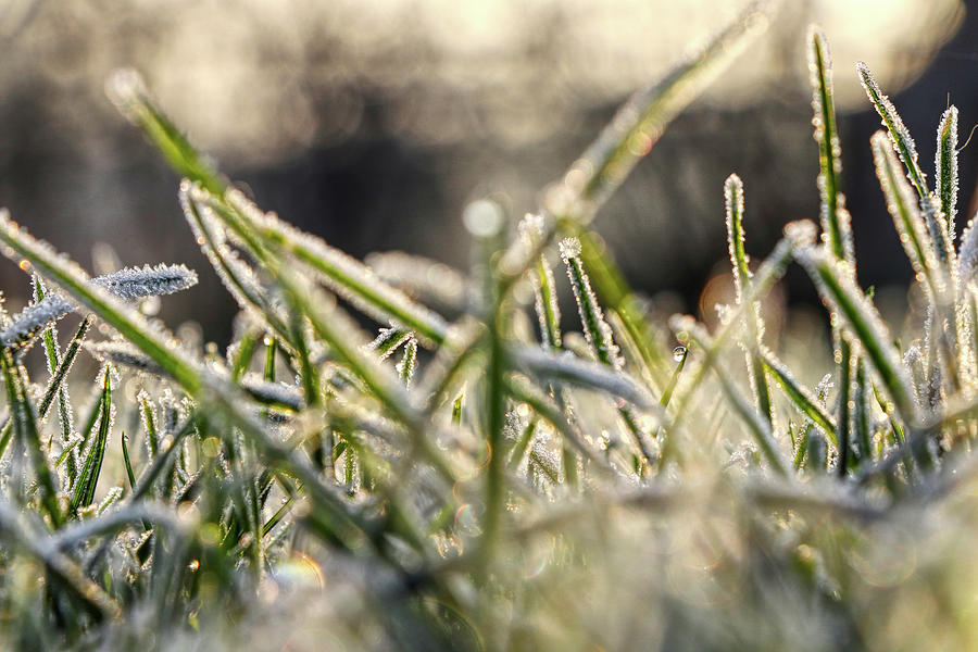 Stems Of Grass On The Garden In Winter Months Photograph by Vaclav Sonnek