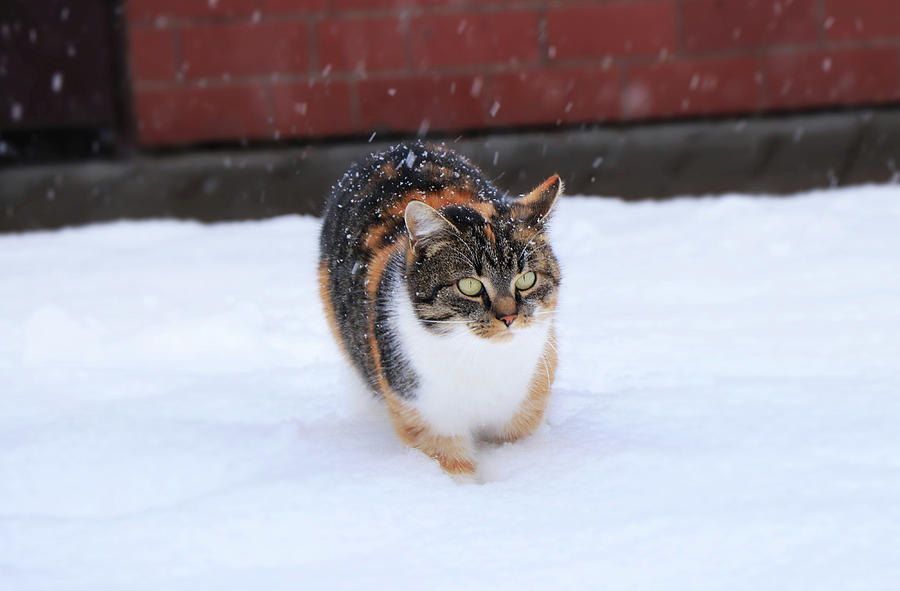 Colored cat is walking on snow garden Photograph by Vaclav Sonnek