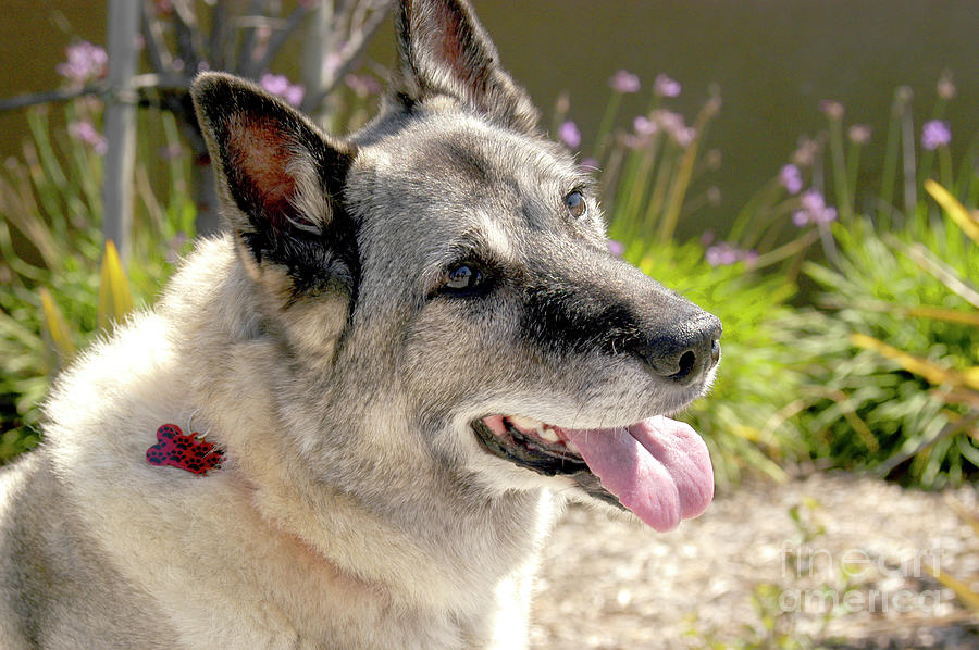A beautiful Norwegian Elkhound poses for an animal portrait.  Photograph by Gunther Allen