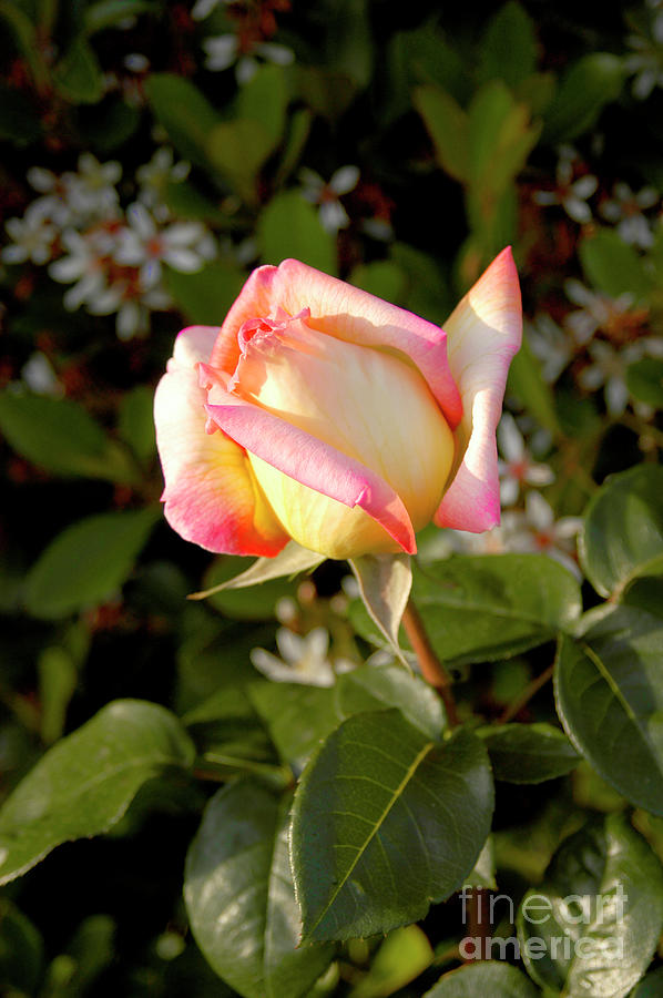 A beautiful pink and yellow rose just opening up on a perfect sunny day. Photograph by Gunther Allen