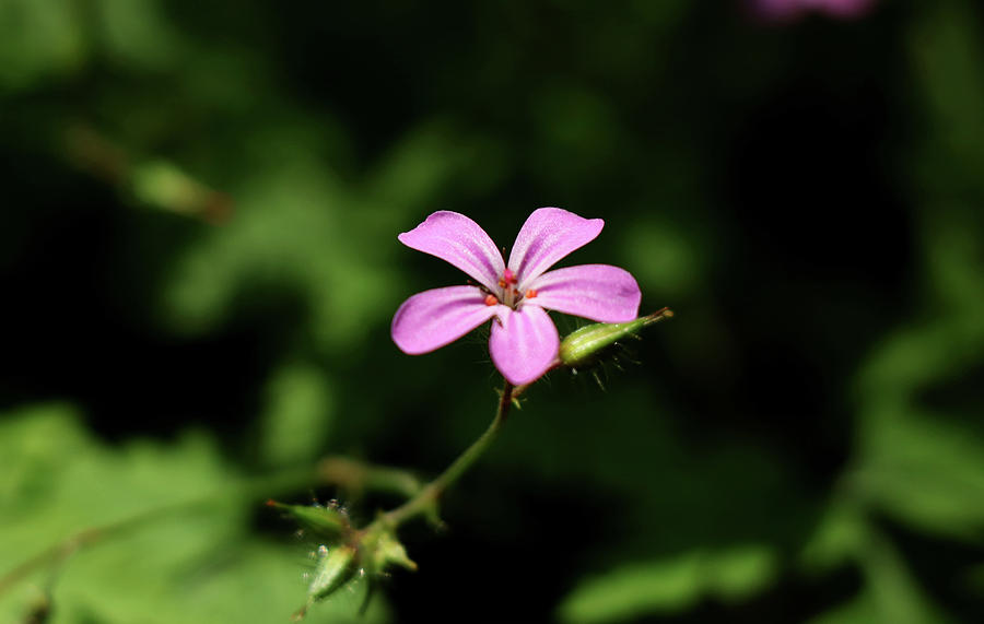 Pink Bloom Of Geranium Robertianum Photograph