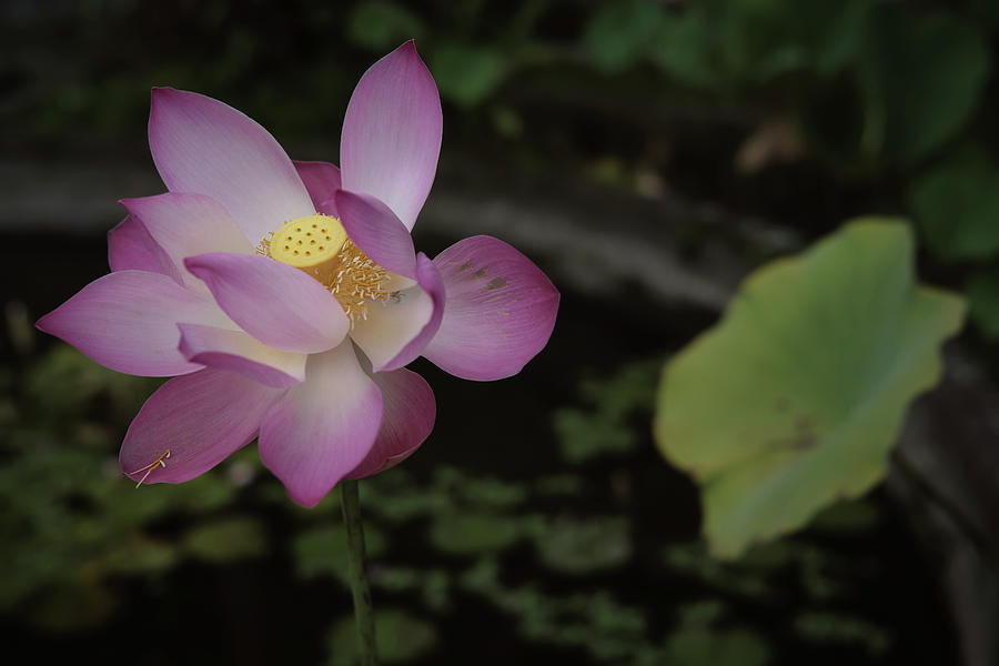 A beautiful pink lotus flower at the Tirta Gangga park in Bali Photograph by Anges Van der Logt
