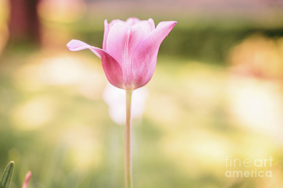 A Beautiful Pink Tulip Flower Photograph