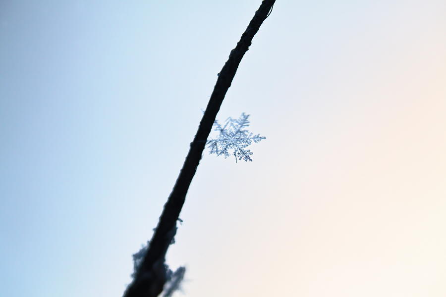 A beautiful snowflake clings to a birch twig Photograph by Ulrich Kunst And Bettina Scheidulin