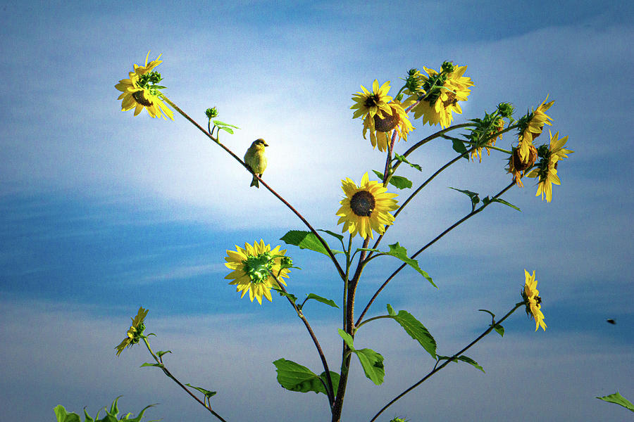 A Beautiful Sunflower Garden Scene Photograph
