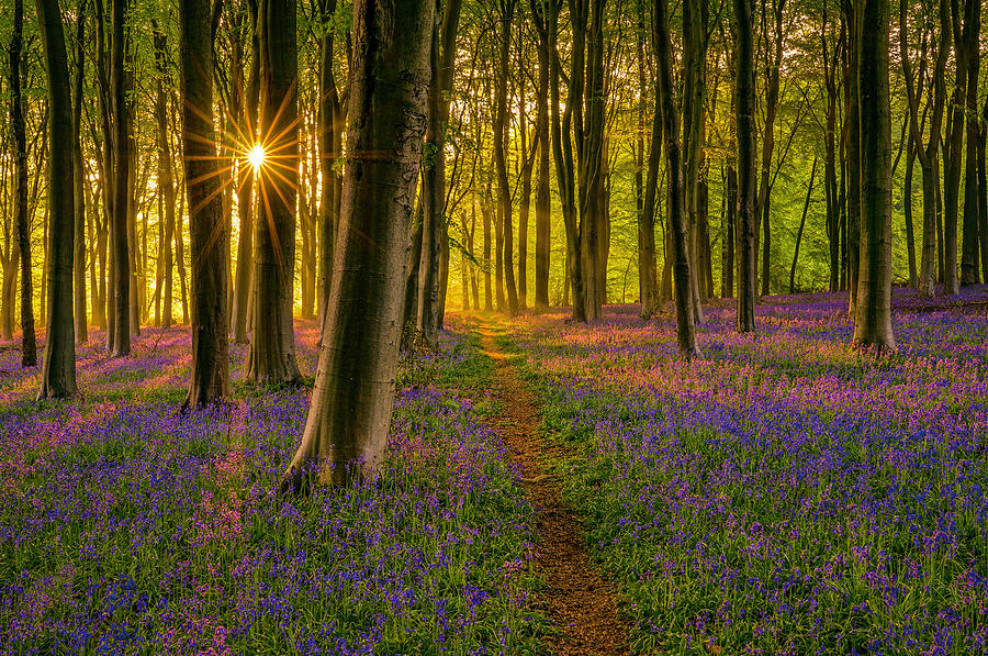 A Beautiful Sunrise In Micheldever Forest In England. Photograph