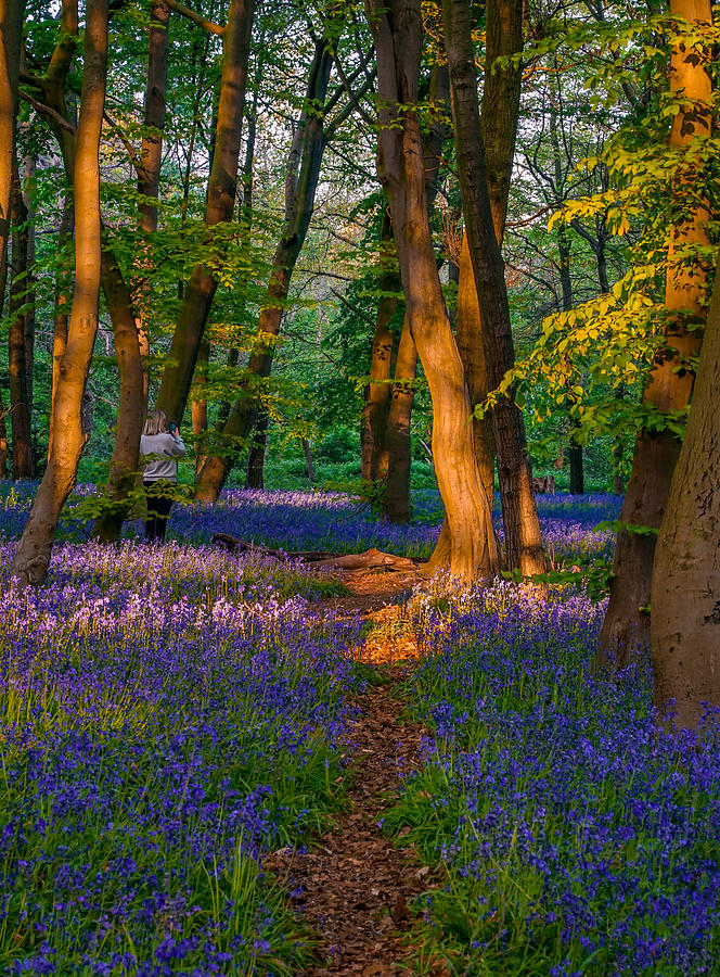A Beautiful Sunset In Epping Forest, London. Photograph