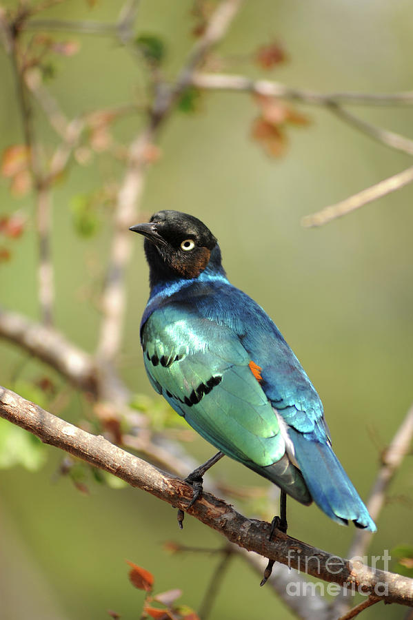 A beautiful Superb Starling sitting on a tree branch Photograph by Gunther Allen
